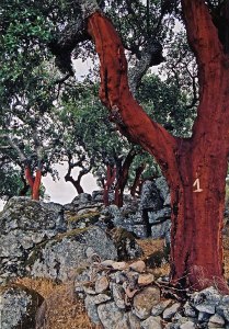 cork trees in Portugal