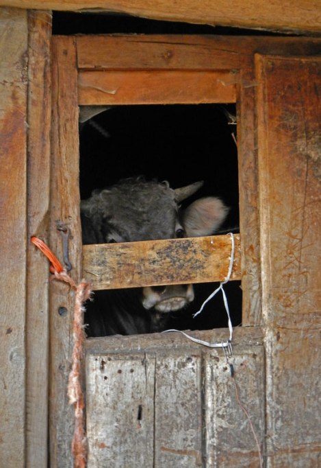 Cow in Barn in Picos de Europa