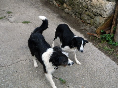 Two friendly dogs up in the villages of Picos de Europa