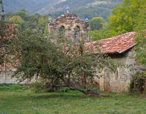 An old apple tree in front of a church in Mogrovejo, a mountain village in a Picos de Europa, Spain