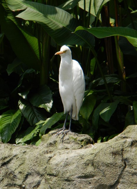 White Cattle Egret in the Kuala Lumpur Bird Zoo
