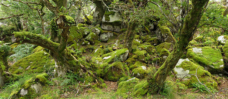 Mossy rocks and trees in Glenveagh National Park in Ireland